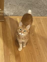 Lost Male Cat last seen Fox Creek Drive & Ellis Johnson Drive, St. Charles, IL 60175