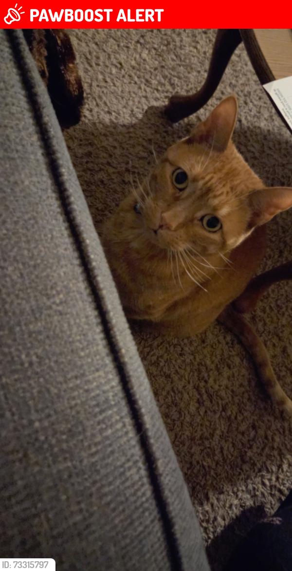 Lost Male Cat last seen Burke and apmt complex on Harrison, North Fond du Lac, WI 54937