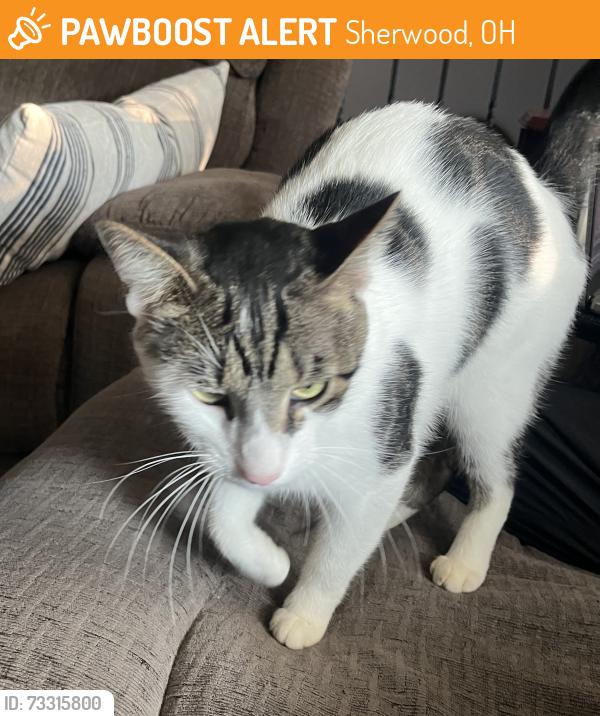 Found/Stray Unknown Cat last seen Gungadin and Collinsdale, Sherwood, OH 45230