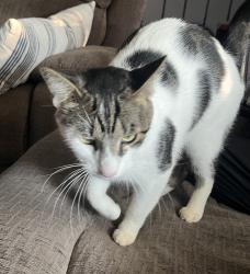 Found/Stray Unknown Cat last seen Gungadin and Collinsdale, Sherwood, OH 45230