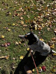Reunited Female Dog last seen Jones Rd, North Carolina 28748, USA, Buncombe County, NC 28748