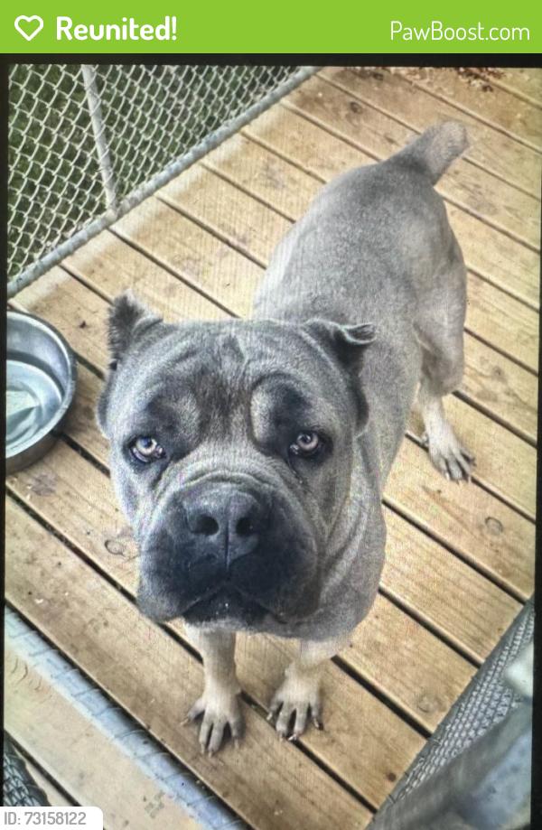 Reunited Male Dog last seen Killarney Pl, Charlotte, NC 28262