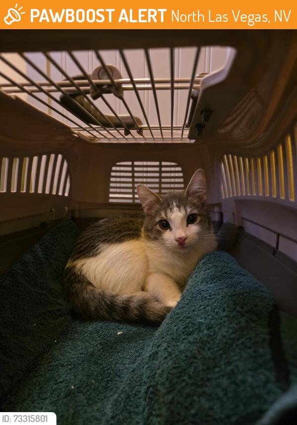 Found/Stray Unknown Cat last seen Norterra Canyon apmts, North Las Vegas, NV 89081