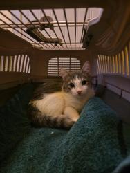 Found/Stray Unknown Cat last seen Norterra Canyon apmts, North Las Vegas, NV 89081