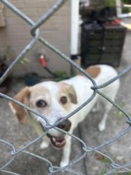 Found/Stray Female Dog last seen Friar Tuck & Peacehaven Rd, Winston-Salem, NC 27104