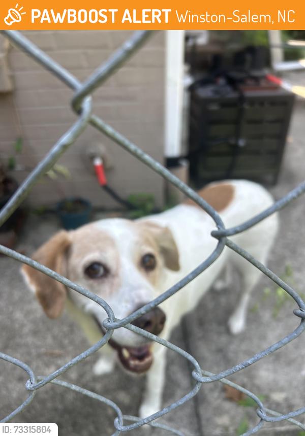 Found/Stray Female Dog last seen Friar Tuck & Peacehaven Rd, Winston-Salem, NC 27104