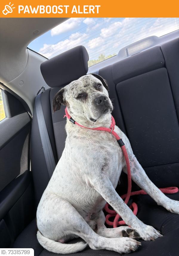 Found/Stray Male Dog last seen W Burns Valley Road snowmobile trail., Homer Township, MN 55987