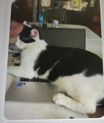 Lost Male Cat last seen Gahanna Creekside, Gahanna, OH 43230