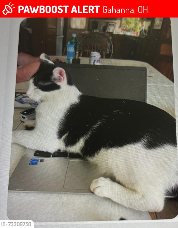 Lost Male Cat last seen Gahanna Creekside, Gahanna, OH 43230