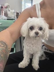Found/Stray Female Dog last seen Near North Sage Dr. lehi Utah, Lehi, UT 84043