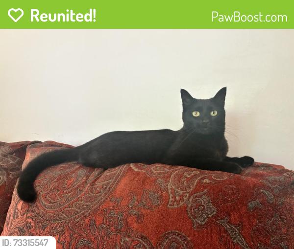 Reunited Female Cat last seen CSU vet school, elementary school, Fort Collins, CO 80526