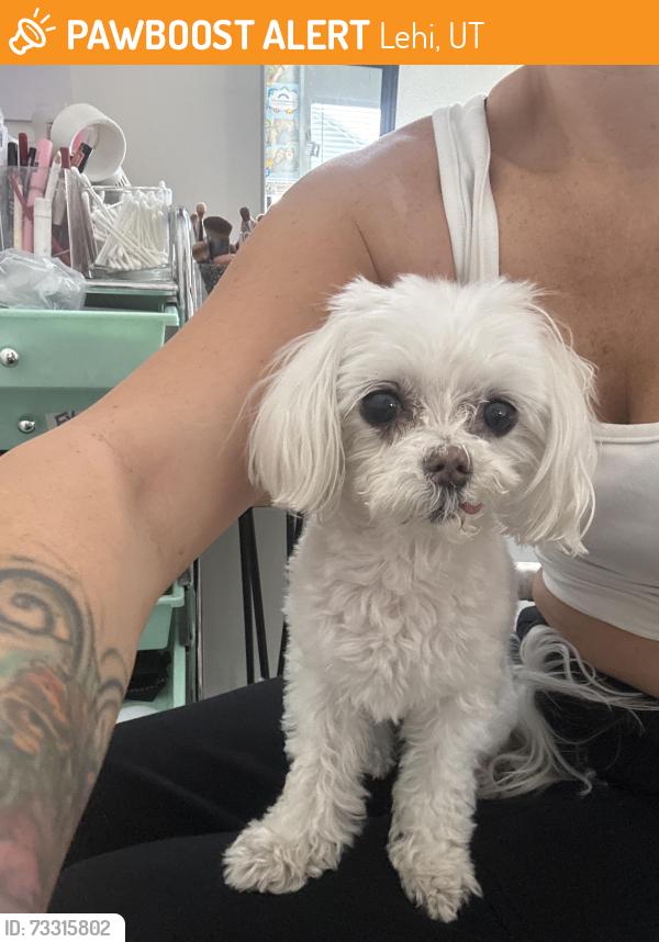 Found/Stray Female Dog last seen Near North Sage Dr. lehi Utah, Lehi, UT 84043