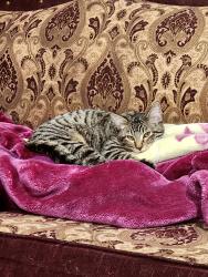 Lost Male Cat last seen Garden View Drive, Midvale, UT 84047