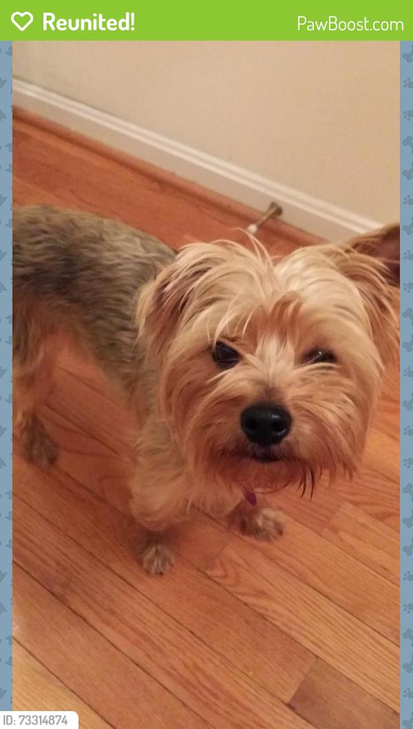 Reunited Female Dog last seen Old Buck Creek Rd, South Carolina, USA, Horry County, SC 29568