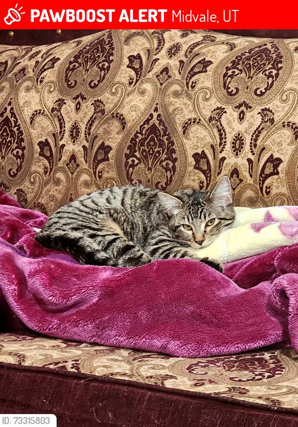 Lost Male Cat last seen Garden View Drive, Midvale, UT 84047