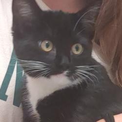 Shelter Stray Unknown Cat last seen , 2608 Center St, Tacoma, WA 98409, USA