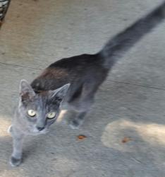 Reunited Unknown Cat last seen Allencrest and Crest Terrace Dr., Corpus Christi, TX 78415