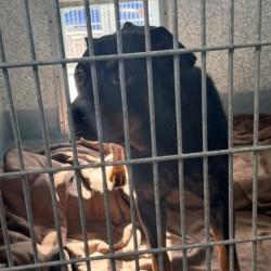 Shelter Stray Female Dog last seen , 12910 Yukon Ave, Hawthorne, CA 90250, USA