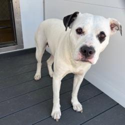 Shelter Stray Female Dog last seen , 328 Furman Hall Rd, Greenville, SC 29609, USA