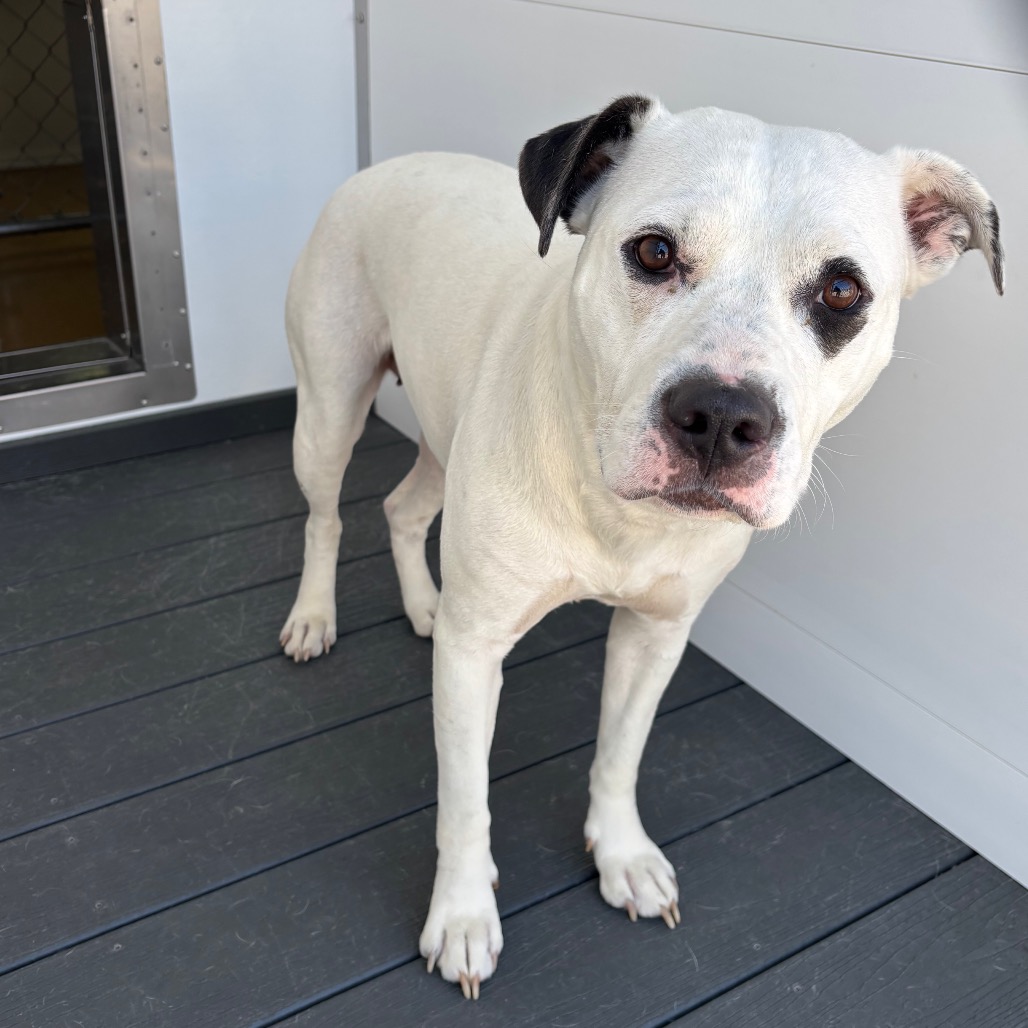 Shelter Stray Female Dog last seen , 328 Furman Hall Rd, Greenville, SC 29609, USA