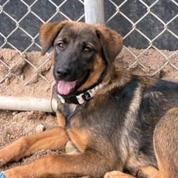 Shelter Stray Female Dog last seen , 1500 Idalia Rd NE, Bernalillo, NM 87004, USA