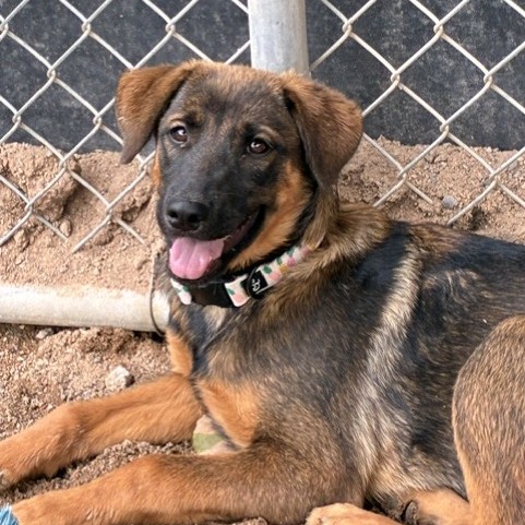 Shelter Stray Female Dog last seen , 1500 Idalia Rd NE, Bernalillo, NM 87004, USA
