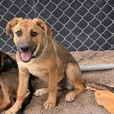 Shelter Stray Female Dog last seen , 1500 Idalia Rd NE, Bernalillo, NM 87004, USA