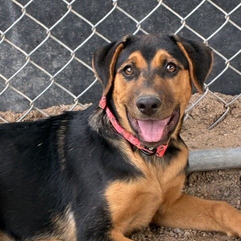 Shelter Stray Female Dog last seen , 1500 Idalia Rd NE, Bernalillo, NM 87004, USA