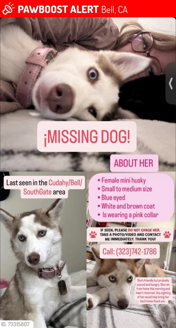 Lost Female Dog last seen Otis, Bell, CA 90201