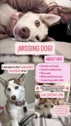Lost Female Dog last seen Otis, Bell, CA 90201