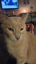 Lost Male Cat last seen Tillys Peoples CO OP ORONOCO, Oronoco, MN 55960