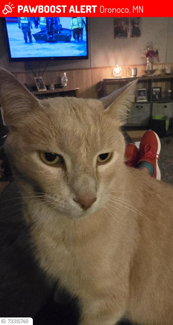 Lost Male Cat last seen Tillys Peoples CO OP ORONOCO, Oronoco, MN 55960