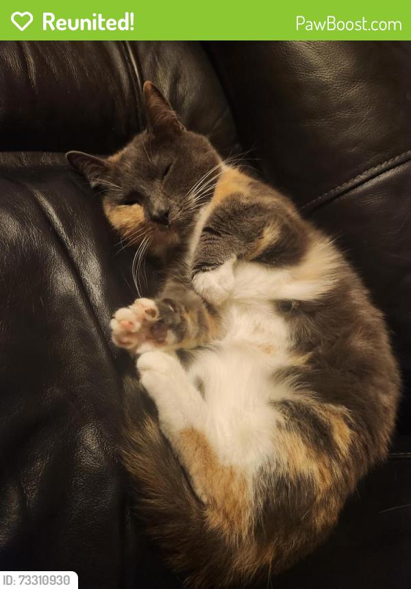 Reunited Female Cat last seen Mission Rd. And Sulwhanon Dr., Everson, WA 98247