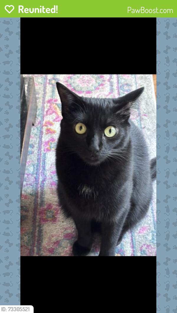 Reunited Female Cat last seen Near Lake Carolyn Pkwy. By the Delante apmts. She should be registered to Britt Culver., Irving, TX 75039