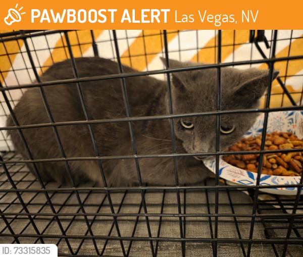 Found/Stray Unknown Cat last seen Bromley and Chason, Las Vegas, NV 89107