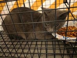 Found/Stray Unknown Cat last seen Bromley and Chason, Las Vegas, NV 89107