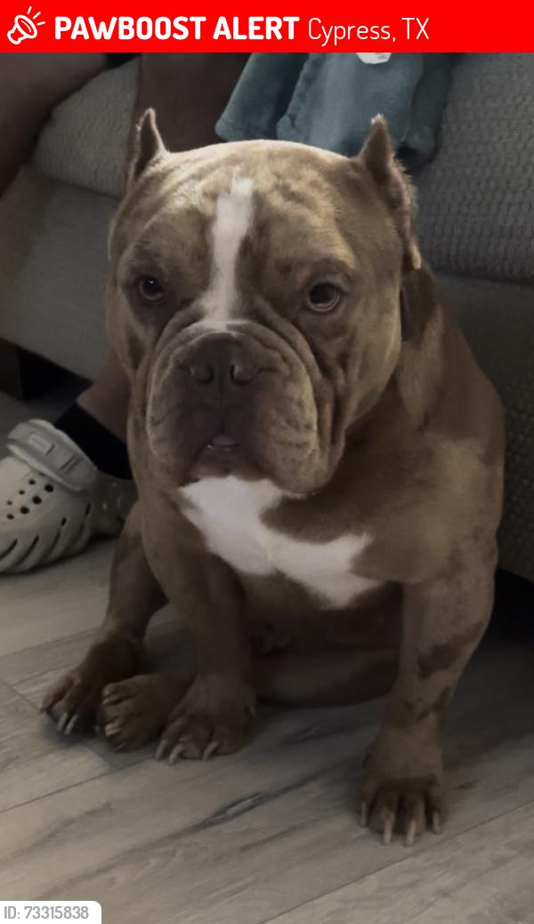 Lost Male Dog last seen Yaoupon Subdivision, Cypress, TX 77433