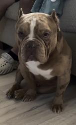Lost Male Dog last seen Yaoupon Subdivision, Cypress, TX 77433