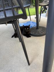 Found/Stray Male Cat last seen Ruhland and Perkins Ave, Redondo Beach, CA 90278