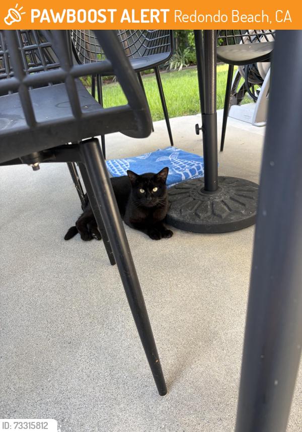 Found/Stray Male Cat last seen Ruhland and Perkins Ave, Redondo Beach, CA 90278