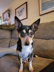 Lost Female Dog last seen Maple Street & Spruce Way, Lynnwood, WA 98037