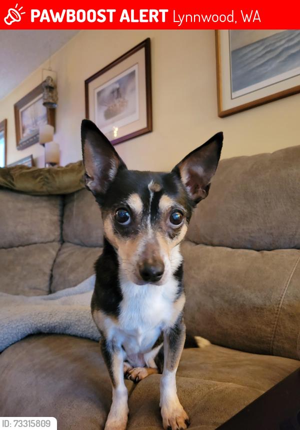 Lost Female Dog last seen Maple Street & Spruce Way, Lynnwood, WA 98037