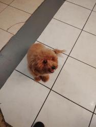 Found/Stray Female Dog last seen Near the Miami garden shopping plaza, Miami Gardens, FL 33056