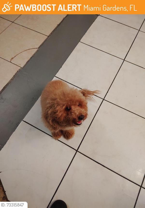 Found/Stray Female Dog last seen Near the Miami garden shopping plaza, Miami Gardens, FL 33056