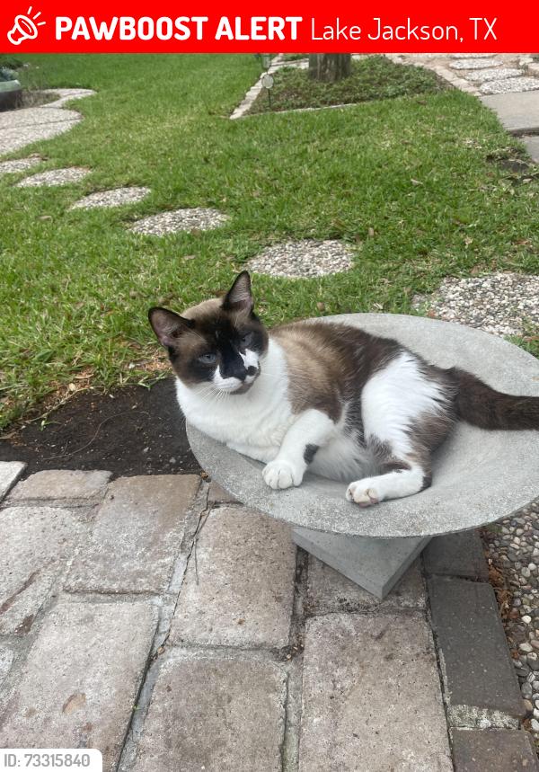 Lost Male Cat last seen Willow and Oyster creek dr., Lake Jackson, TX 77566