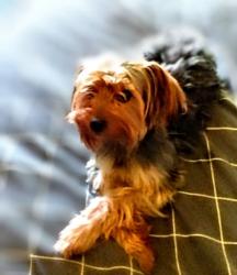 Lost Male Dog last seen Brookdale, Arlington, TX 76014