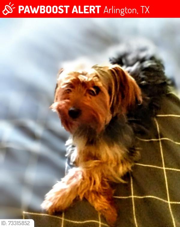 Lost Male Dog last seen Brookdale, Arlington, TX 76014
