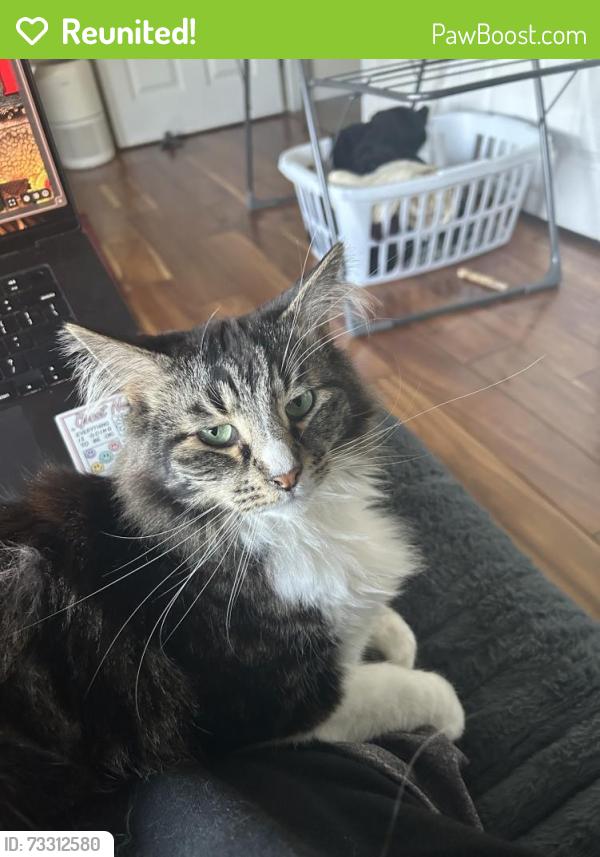 Reunited Male Cat last seen College and Hudson, Oakland, CA 94618