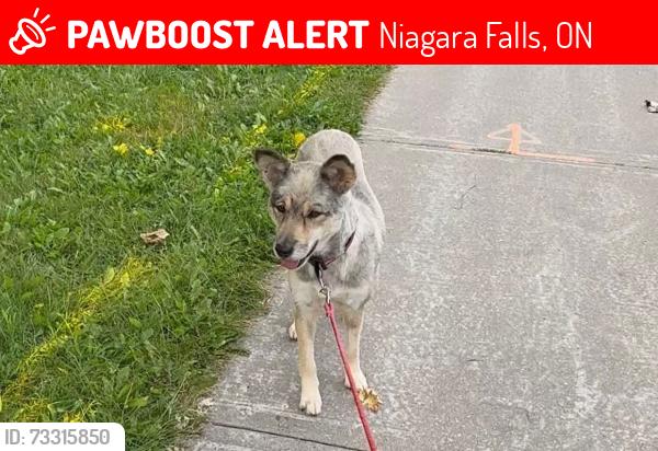 Lost Female Dog last seen At the US border, Niagara Falls, ON 14303