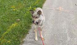Lost Female Dog last seen At the US border, Niagara Falls, ON 14303